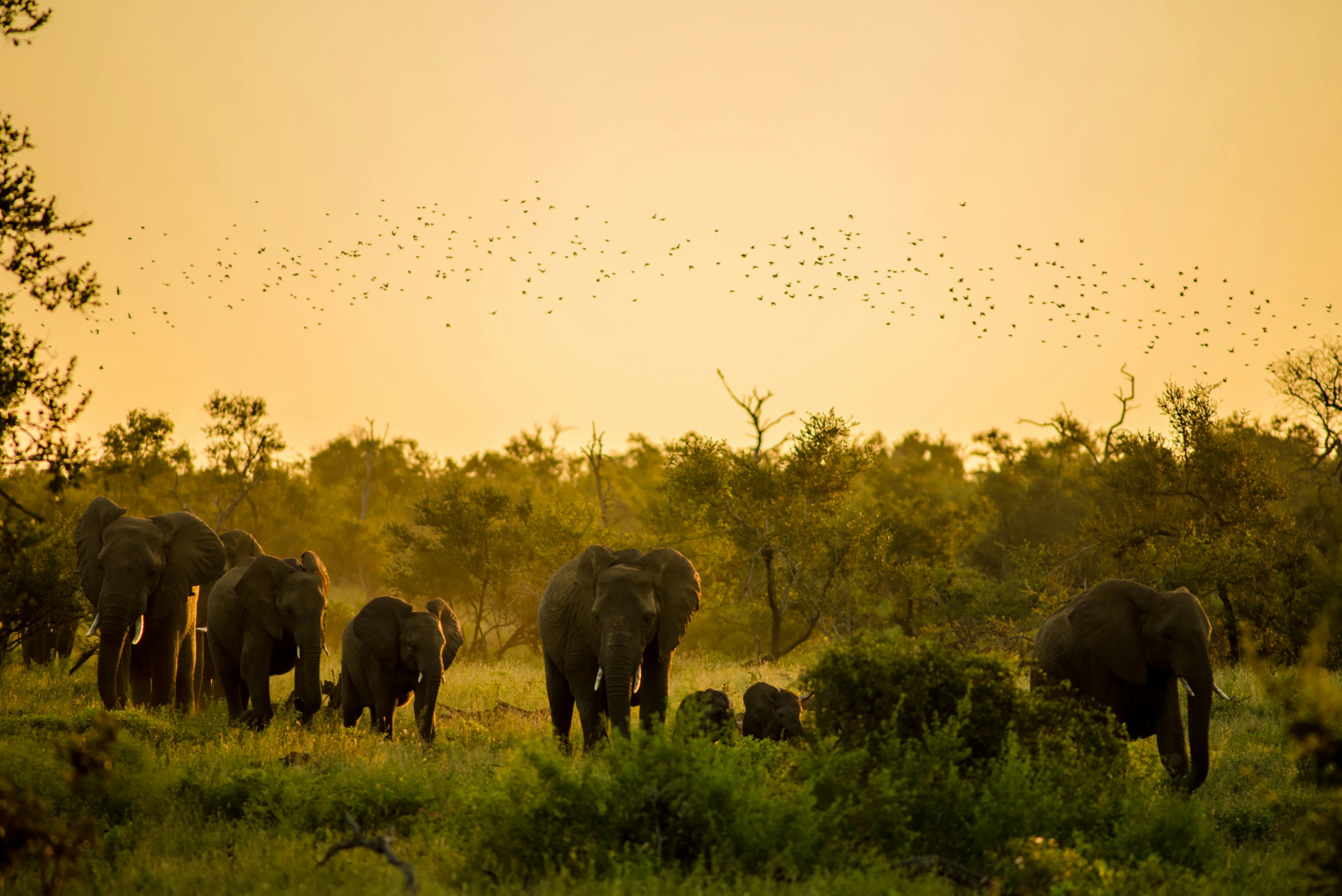 Amboseli Elephant Safari in Kajiado County